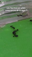 Je voulais juste donner à manger aux fourmis quand j'ai vu ça. 😕C'était déjà surprenant de voir cette ouvrière porter une autre plus grande. Mais voir la réunion de plusieurs ouvrières autour d'une morte était vraiment triste à voir.