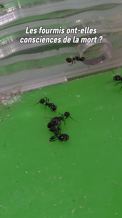 Je voulais juste donner à manger aux fourmis quand j'ai vu ça. 😕C'était déjà surprenant de voir cette ouvrière porter une autre plus grande. Mais voir la réunion de plusieurs ouvrières autour d'une morte était vraiment triste à voir.