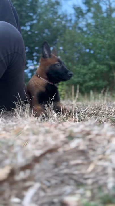Une journée bien remplie 💛🐕