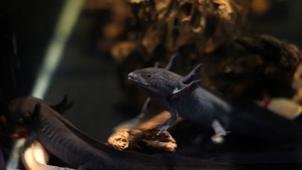 Ajolotes mexicanos se vuelven “embajadores de la conservación” en Brasil