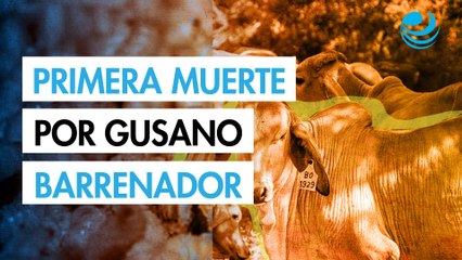Confirman primera muerte humana en México por gusano barrenador del ganado