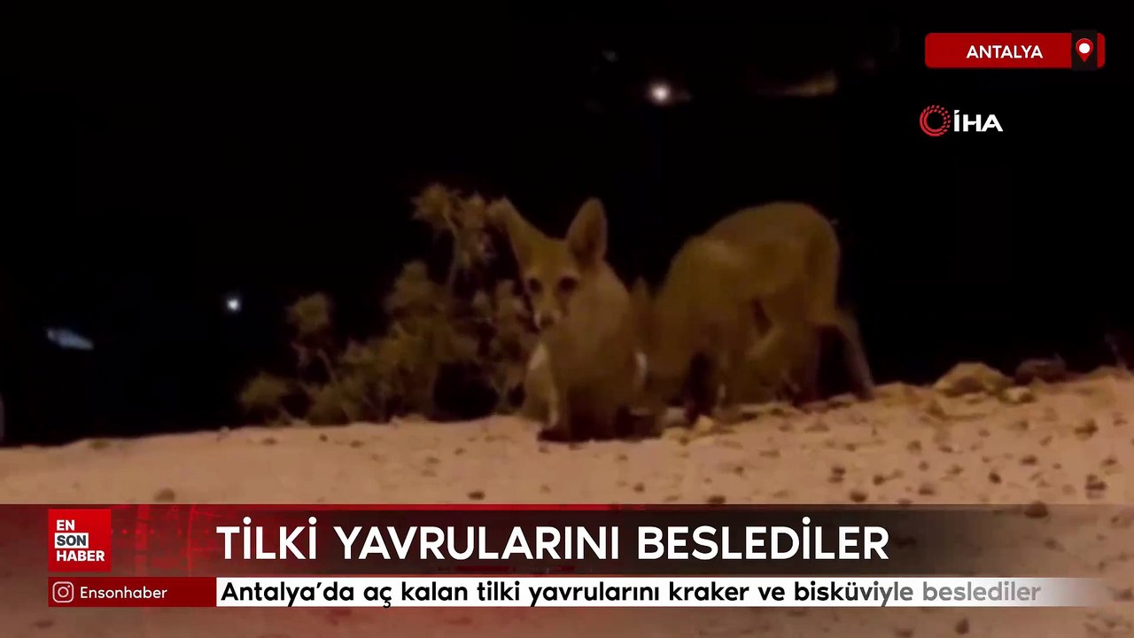 Antalya’da aç kalan tilki yavrularını kraker ve bisküviyle beslediler