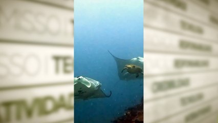 Vídeo mostra tartaruga-marinha batendo em arraia