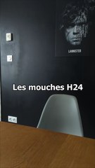 Les Mouches H24 : Un Fléau Constant 🦟