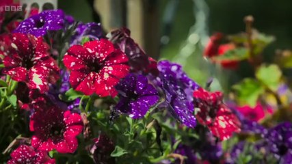 The Beechgrove Garden Season 47 Episode 17