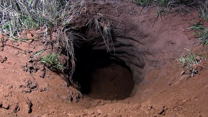 Las criaturas secretas de África