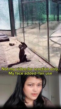 Funny monkeys videos🤣 #monkey #monkeyreaction #reactionvideo #funnyanimals #animalreaction #viralvideo #trending #hilarious #lol #cuteanimals