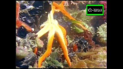 Mundo Natural: A la Orilla del Mar - Documental (1997) - Español Latino