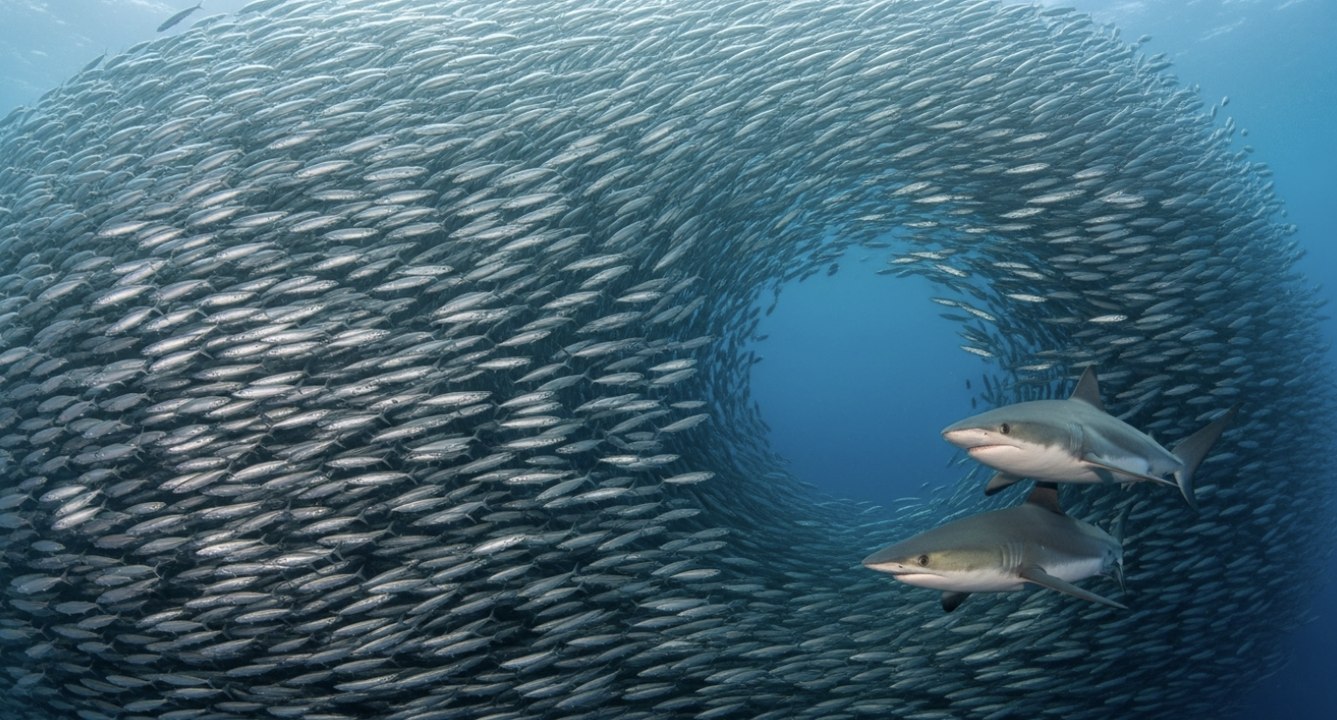 The Ocean's Secret: How Millions of Fish Move as One Superorganism ...