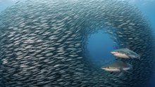 The Ocean's Secret: How Millions of Fish Move as One Superorganism