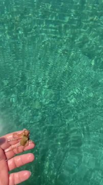 Tiny Baby Octopus Curiously Crawls on Man's Hand