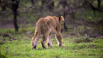 Adorable Lion Cubs Exploring Kenyan Shrubland 🦁