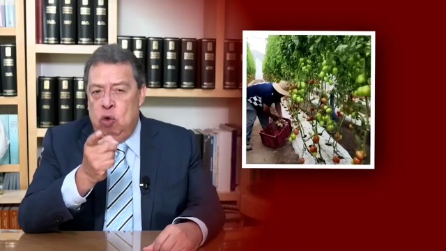 Impacto del arancel al jitomate, ¿miles de empleos están en riesgo en México? | La Política es Así