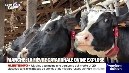 Le nombre de cas de fièvre catarrhale ovine explose