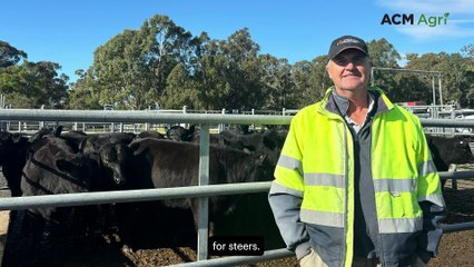 Quick trip around the weekly store sales: prices jump by up to $300 a head