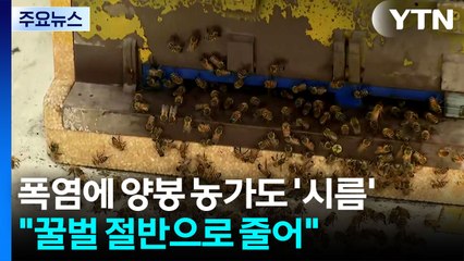 폭염에 양봉 농가도 '시름'..."꿀벌 절반으로 줄어" / YTN