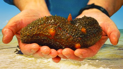 Pepino de Mar en Yucatán: Celestún busca recuperar el mar y su futuro pesquero