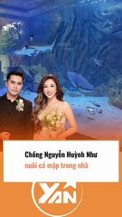 CHỒNG NGUYỄN HUỲNH NHƯ nuôi CÁ MẬP trong nhà
