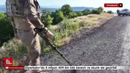 Diyarbakır'da 4 milyon 459 bin kök kenevir ve skunk ele geçirildi