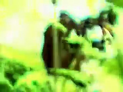 Shark! Arma de Dos Filos | movie | 1969 | Official Trailer