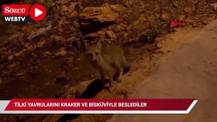 Tilki yavrularını kraker ve bisküviyle beslediler