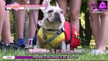 [Sub Español] GFriend "Look After Our Dog" [Episodio 9]