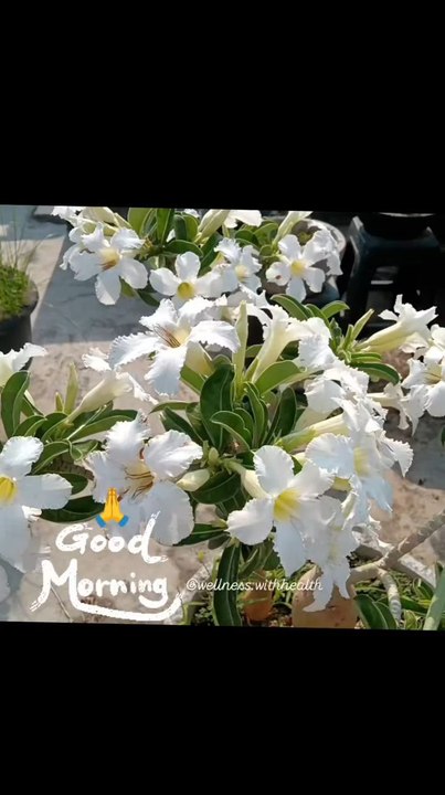 Good Morning 🌅