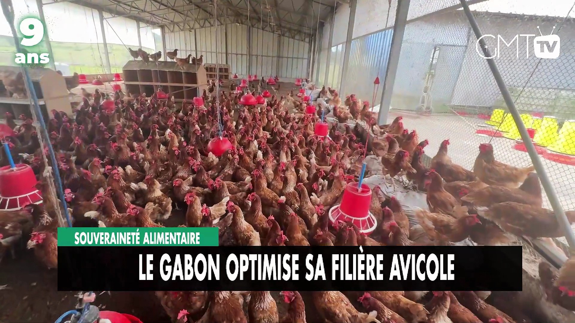 [#Reportage] Souveraineté alimentaire  le Gabon optimise sa filière avicole