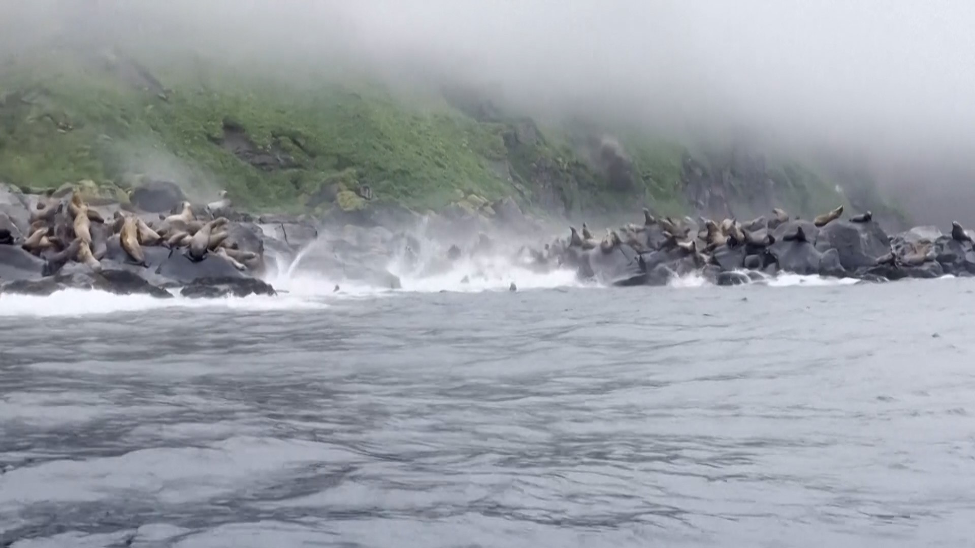 Estaban en un tour mar�timo por las Islas Kuriles de Rusia cuando filmaron a leones marinos de Steller huyendo del terremoto de magnitud 8.8 que ocurri� el mi�rcoles.

El video, que muestra a los leones marinos saltando en masa al mar desde la ca�da de rocas y alej�ndose de la costa, fue grabado cerca de la isla Antsiferov, en el mar de Ojotsk, por uno de los turistas del recorrido.