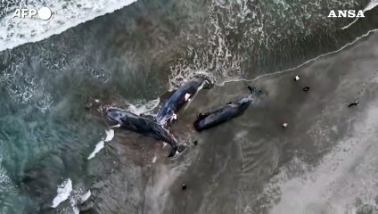 Tsunami in Giappone, diverse balene morte spiaggiate a Tateyama