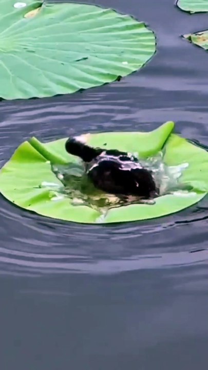 Baby Bird taking bath