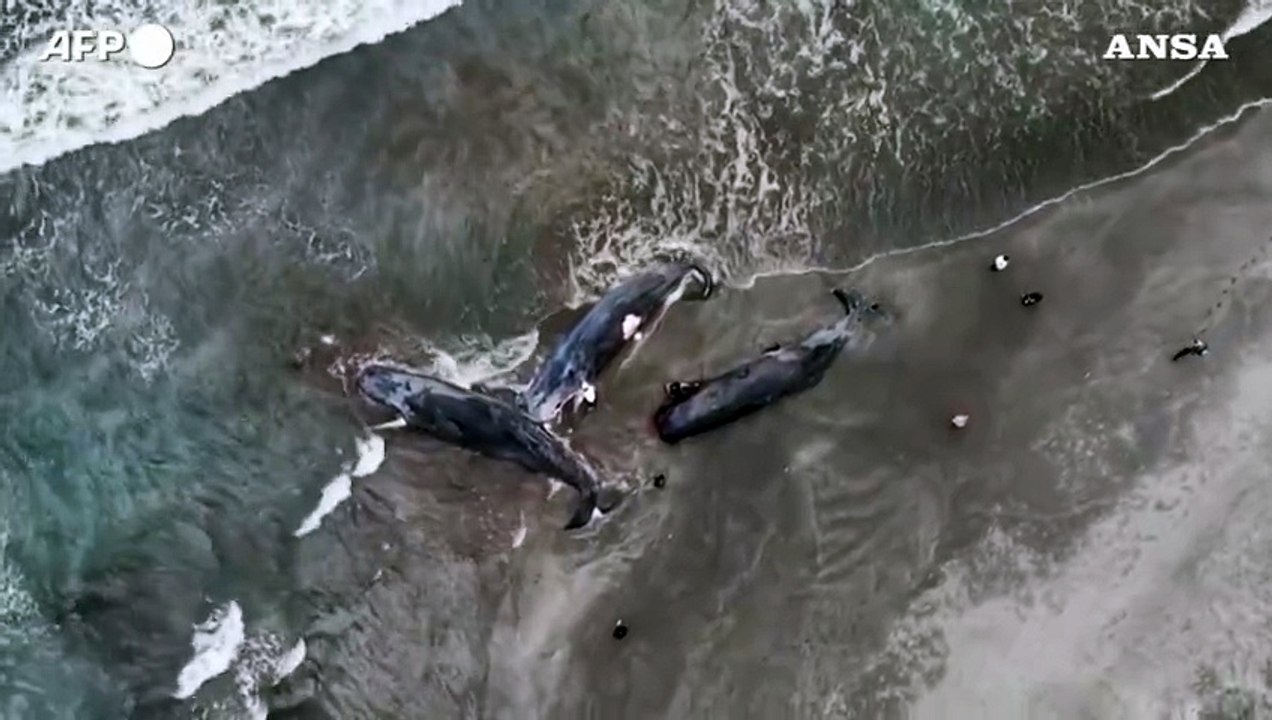Tsunami in Giappone, diverse balene morte spiaggiate a Tateyama