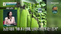 “동남아야, 서울이야?”…도심에 열린 바나나