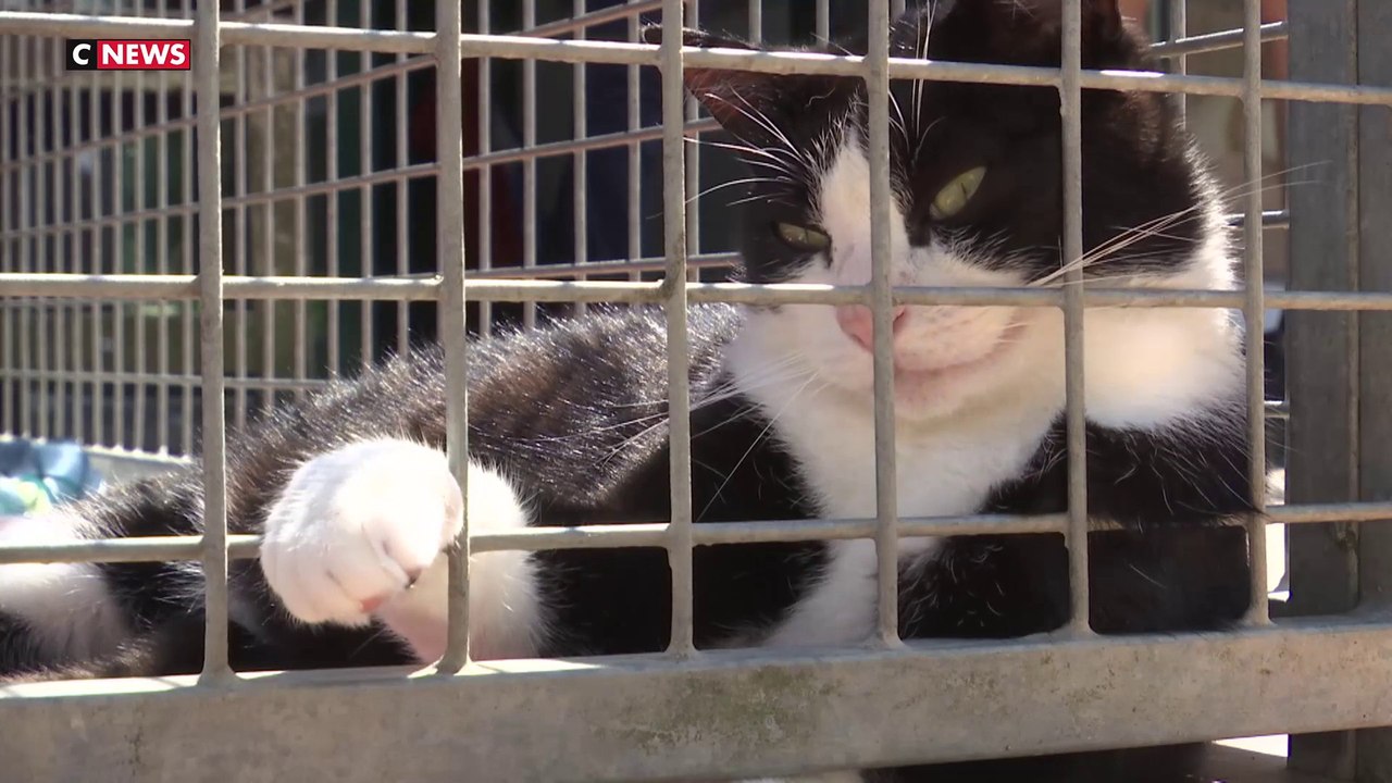 La SPA de Plaisir sature et cherche des candidats à l'adoption