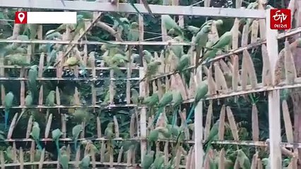 10 હજાર પોપટની સેવા કરતા હરસુખભાઈ, કેવી રીતે બન્યા "પોપટમેન" વાંચો...