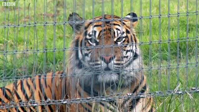 Historic four Sumatran tiger cubs born at Manor Park near Tenby