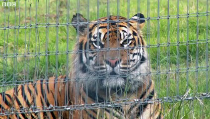 Historic four Sumatran tiger cubs born at Manor Park near Tenby