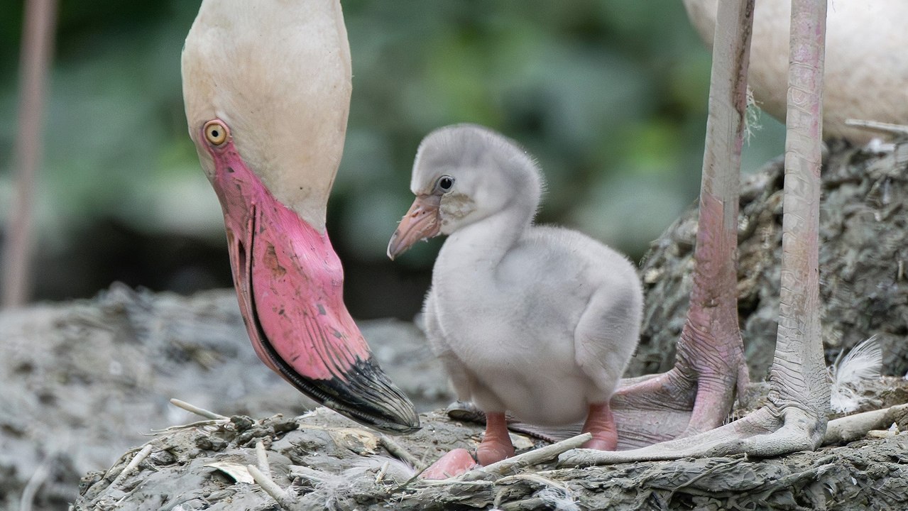 Flamingo-Küken im Tiergarten Schönbrunn geschlüpft