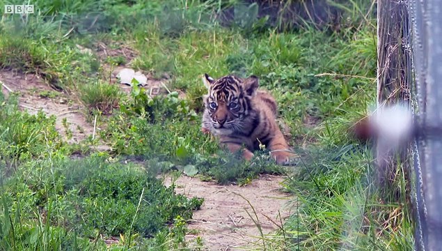 Anna Ryder Richardson welcomes four Sumatran tiger cubs born at Manor Park