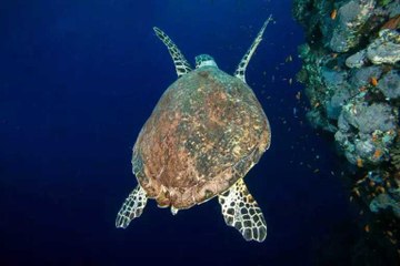Kızıldeniz’de asırlık batığa dalış: Göz kamaştıran görüntüler!
