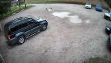 Backyard Summit: Storks in Serious Talks 🕊️🐸 #funny #shorts