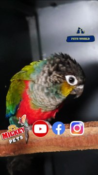 ക്രീംസൺ ബെല്ലിഡ് കോന്യൂർ | Crimson bellied conure #petsworld #conure ഈ ഷോപ്പിന്റെ അഡ്രസ്സ് മിക്കി പെറ്റ്സ് ബി‌ജെ‌പി ജില്ലാ ഓഫീസിന് സമീപം,പത്തനംതിട്ട.ഫോണ്‍ നമ്പര്‍ - 80896 90746/98463 90746/ 0468 2964521Mickey Pets & Aquarium,Pathanamthitta