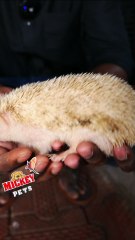 Hedgehog Adults #petsworld #hedgehog    ഈ ഷോപ്പിന്റെ അഡ്രസ്സ് "മിക്കി  പെറ്റ്സ്" ബി‌ജെ‌പി ജില്ലാ ഓഫീസിന് സമീപം,പത്തനംതിട്ട.ഫോണ്‍ നമ്പര്‍ - 80896 90746/98463 90746/ 0468 2964521Mickey Pets & Aquarium,Pathanamthitta