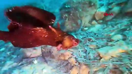 Denizlerin gizemli canlısı Türkiye'de ilk kez görüldü!