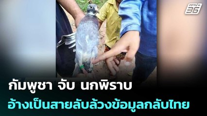 สัตว์สายลับก็มา ! กัมพูชา จับ นกพิราบอ้างเป็นสายลับล้วงข้อมูลกลับไทย | เข้มข่าวค่ำ | 31 ก.ค. 68