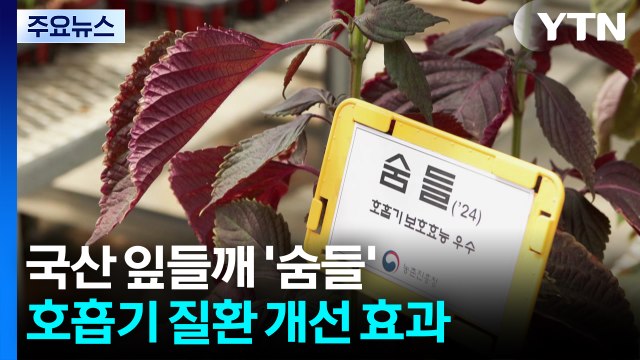국산 잎들깨 '숨들', 미세먼지 호흡기 질환 완화 효과 입증 / YTN