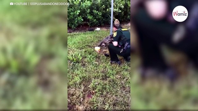Pies uwiązany do słupa. Jego reakcja chwyta policjantkę za serce (wideo)