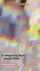 dive into the fascinating world of these little creatures!  #MouseFacts #WildlifeVibes #FYP #ViralReels #AnimalMagic