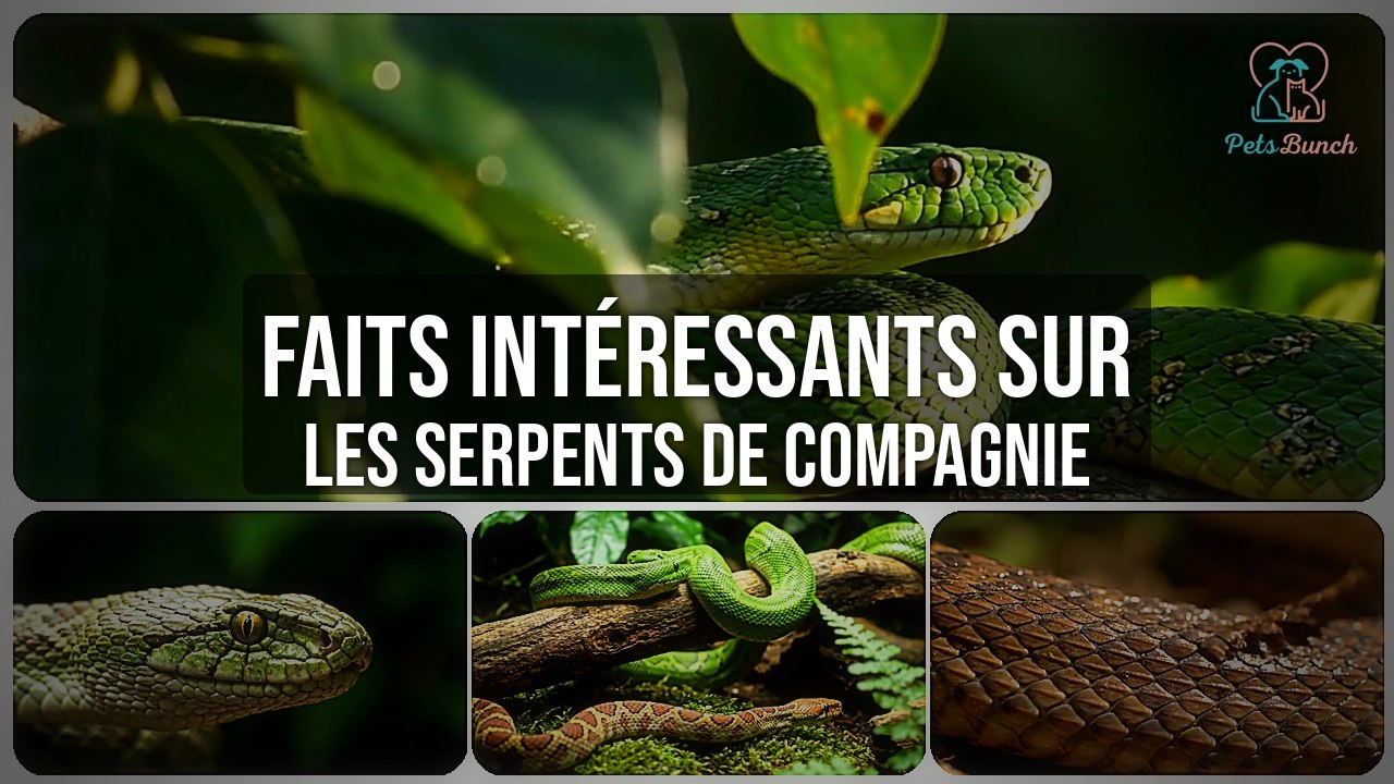 Faits intéressants sur les serpents de compagnie