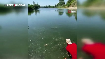 Meriç Nehri'nde yakalandı! Tam 73 kilo...